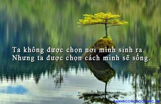 soi cầu Quảng Bình