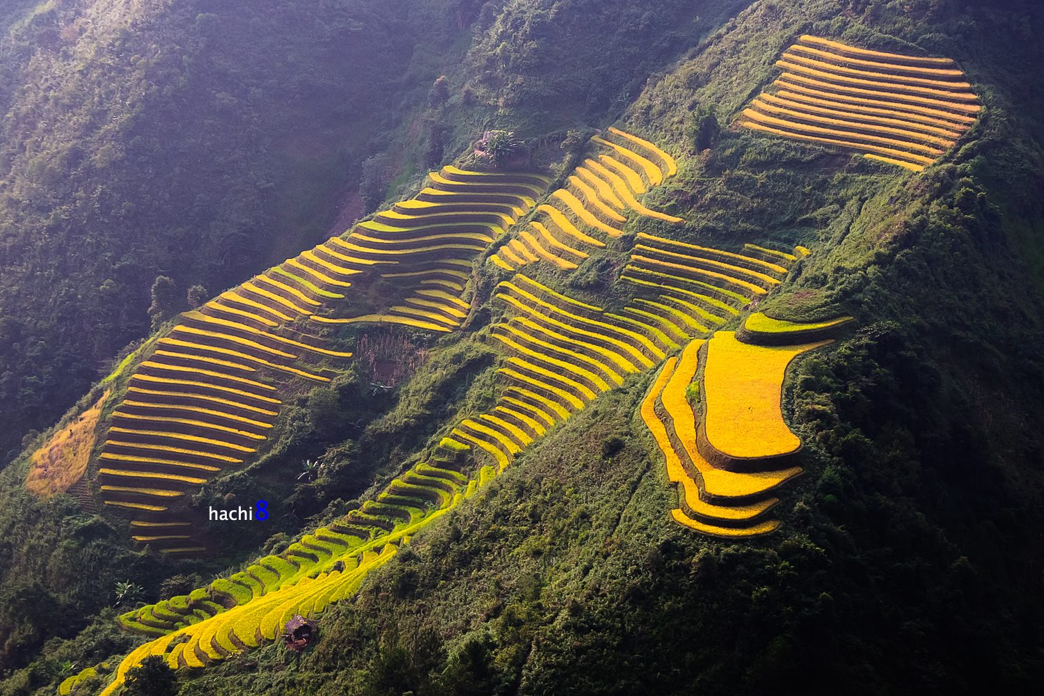 soi cầu An Giang