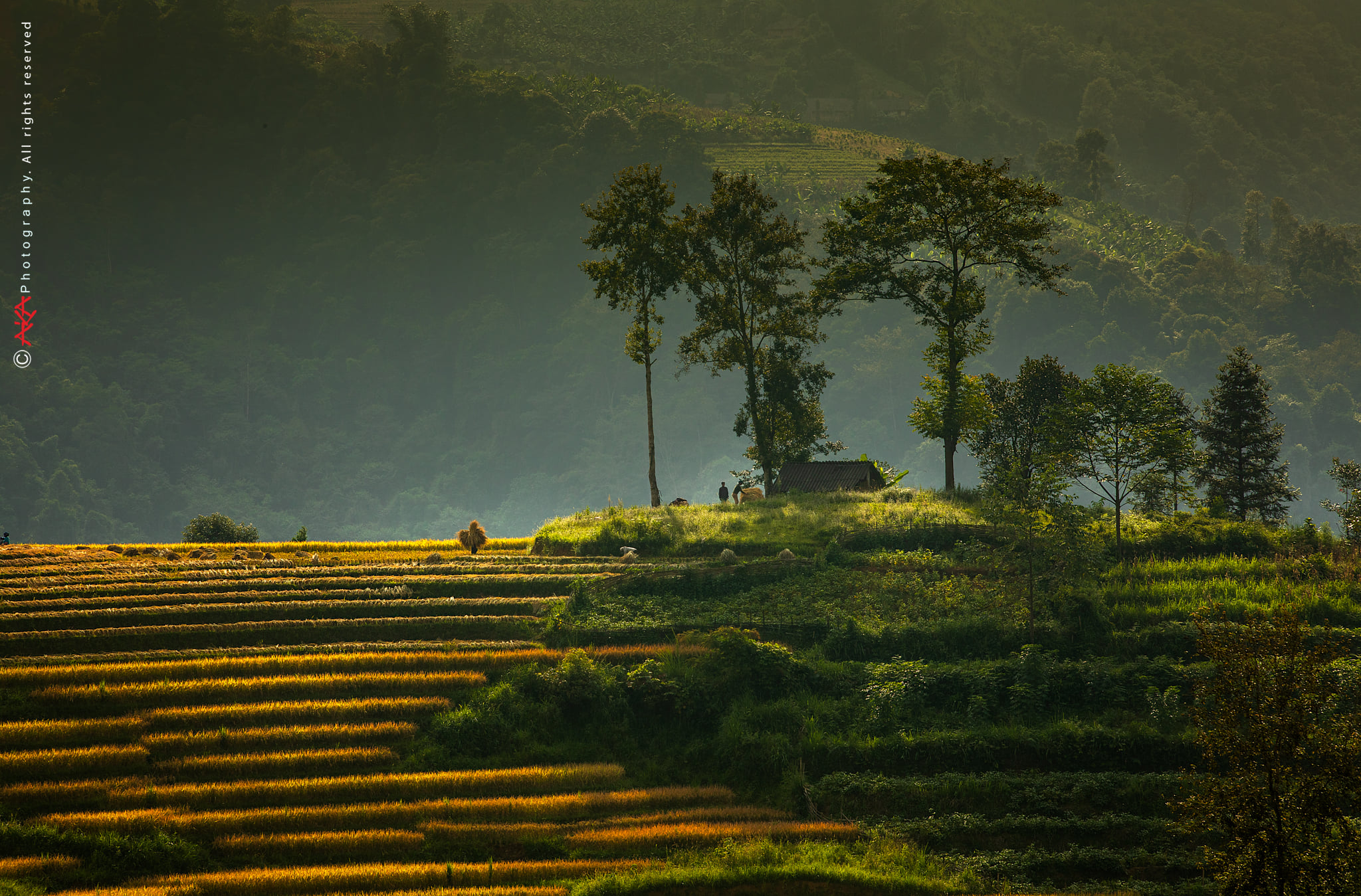 soi cầu Tiền Giang