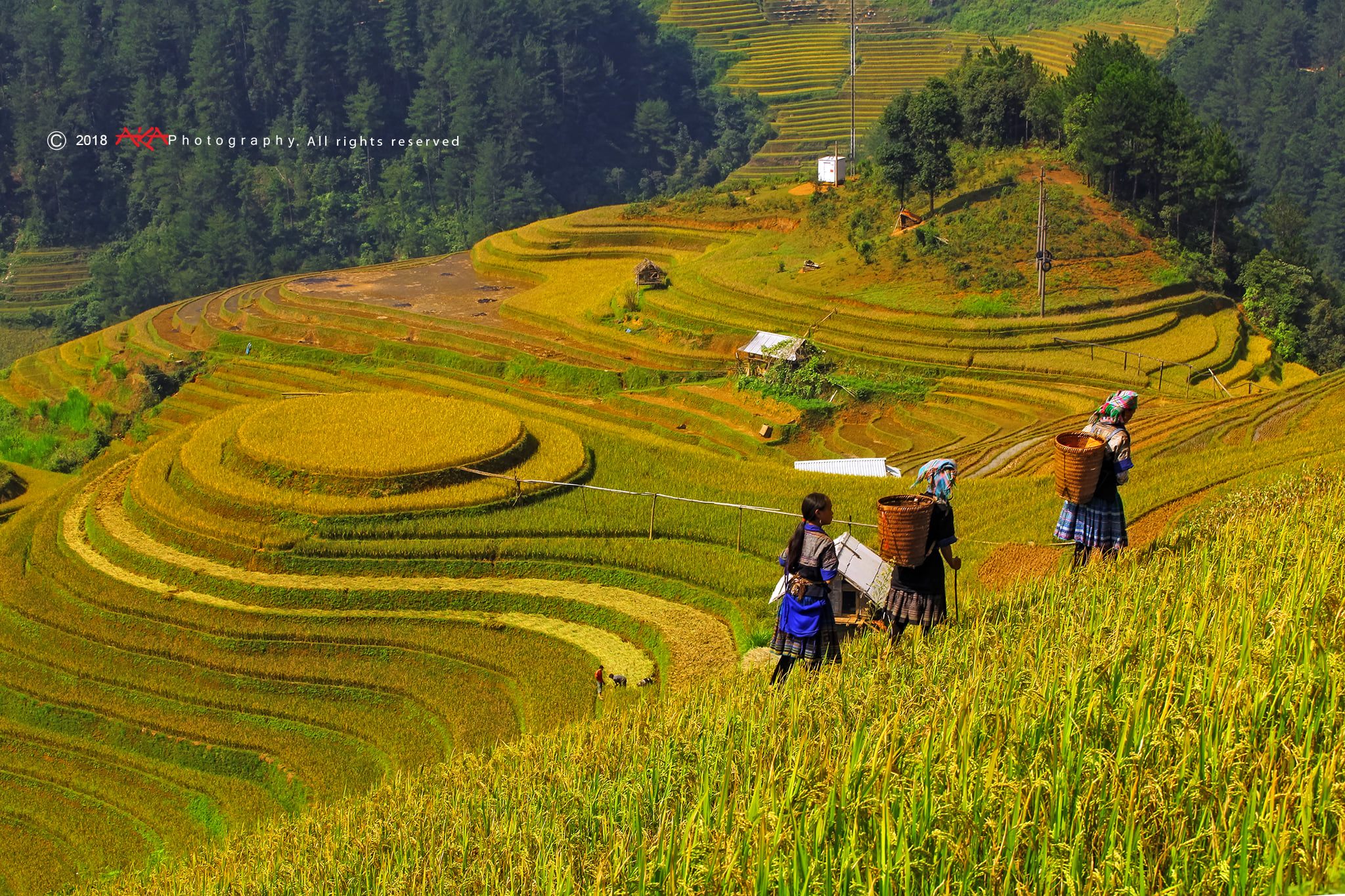 soi cầu Đắc Nông