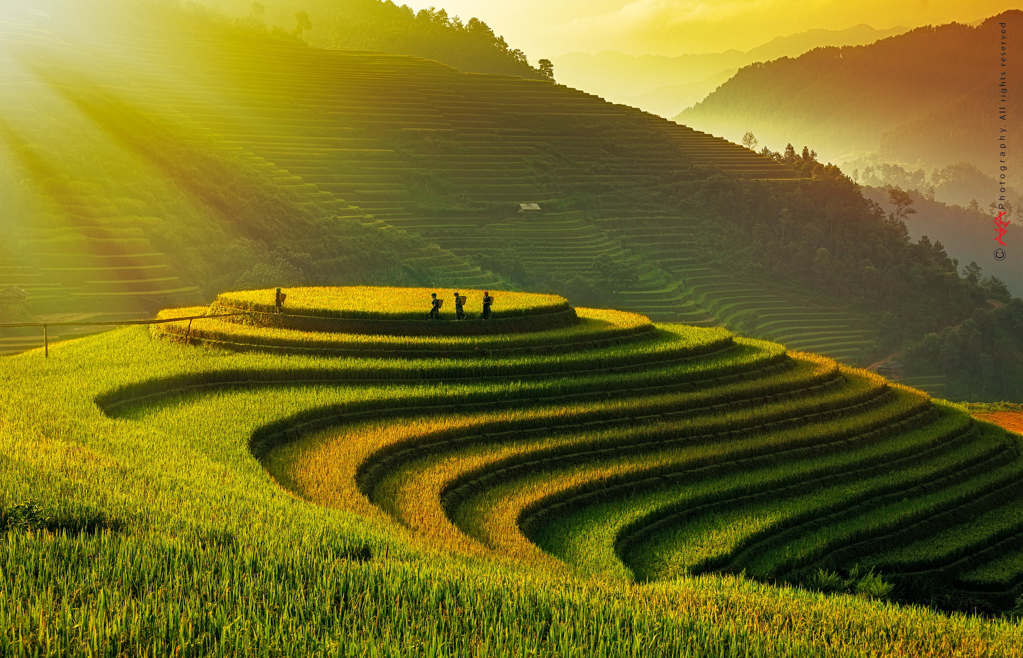 soi cầu Tiền Giang